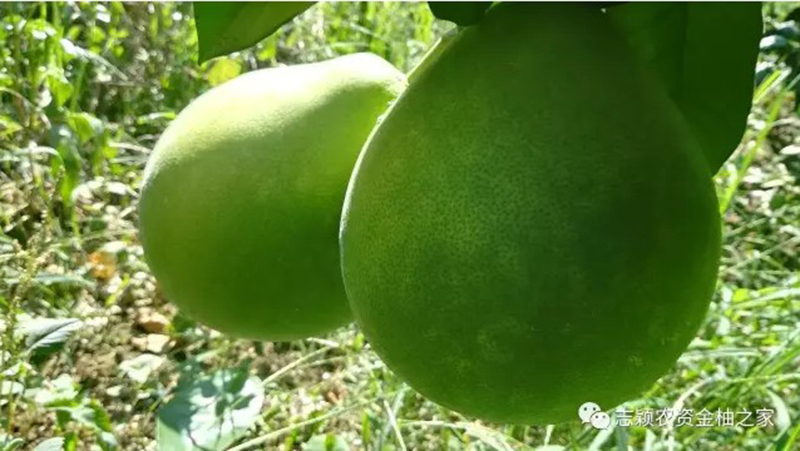 1502092979666605.jpg 2.JPG