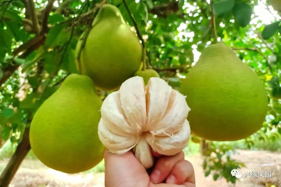 1738910824589105.jpg 2.jpg