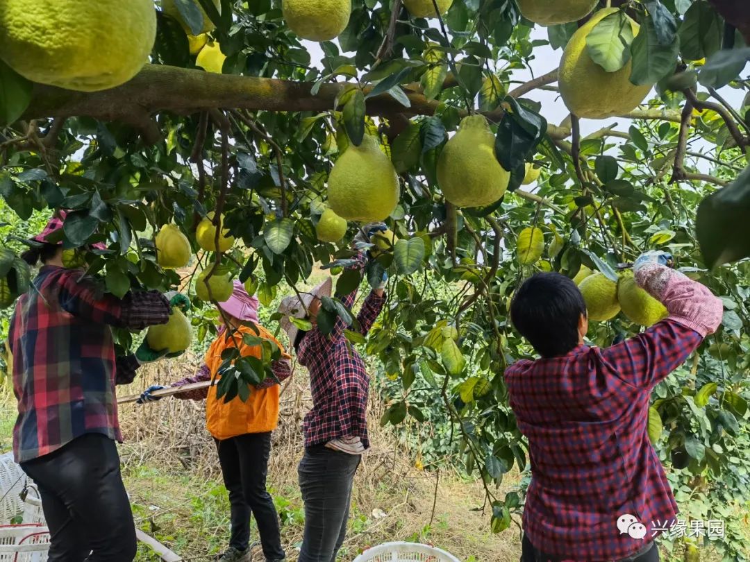 1738910853116254.jpg 2-1.jpg