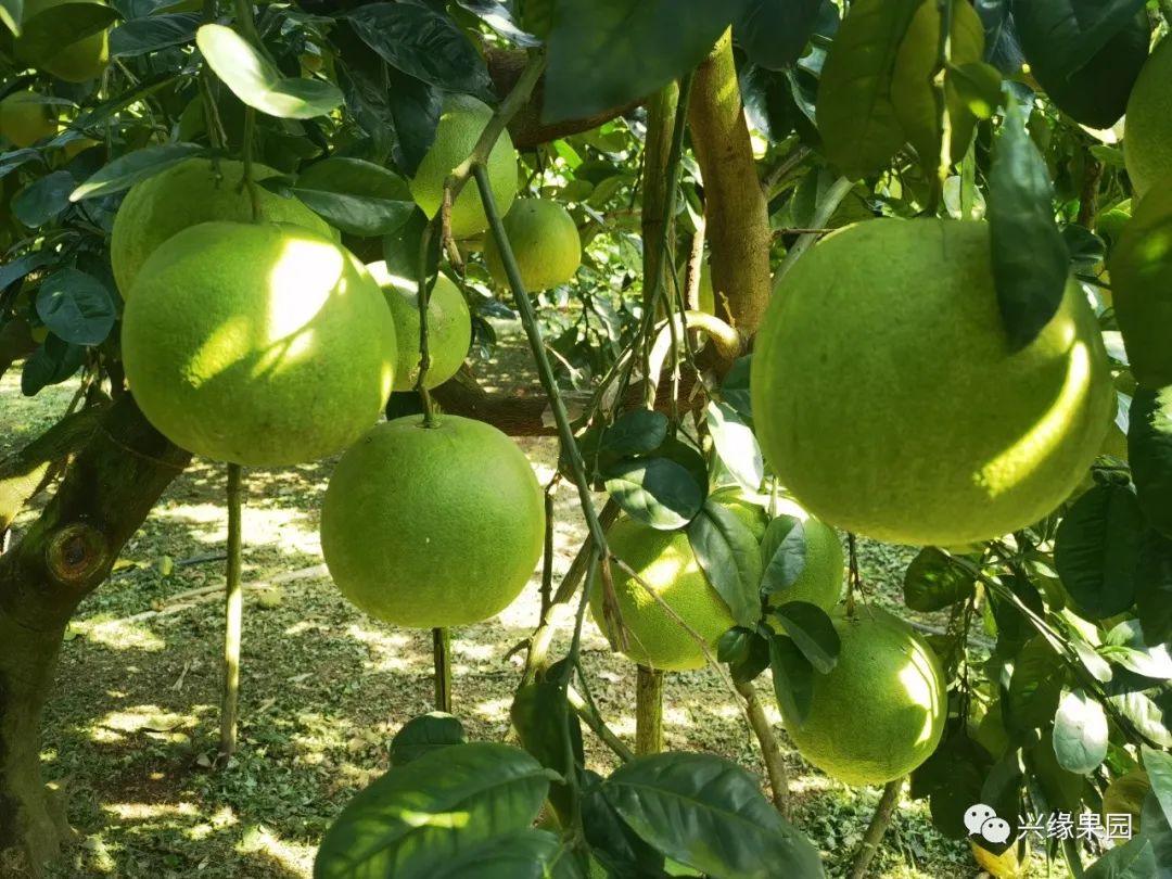 1738911407555884.jpg 3-6.jpg